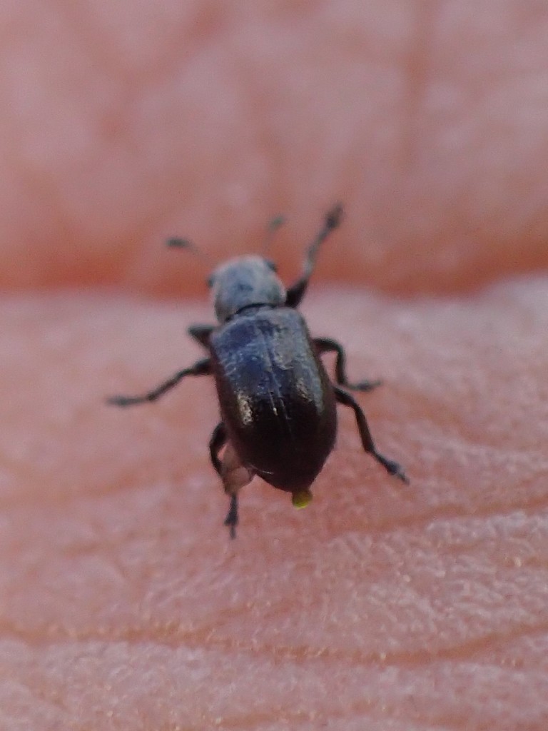 Auletobius montrouzieri