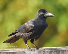 Corvus macrorhynchos culminatus