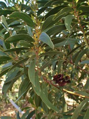 Acacia spirorbis