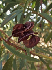 Acacia spirorbis