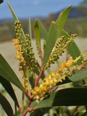 Acacia spirorbis