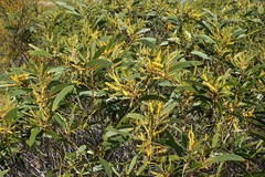 Acacia spirorbis