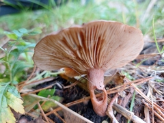 Lactarius hepaticus