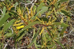 Acacia spirorbis