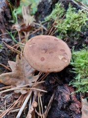 Lactarius hepaticus