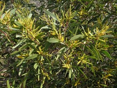 Acacia spirorbis