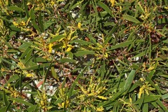Acacia spirorbis