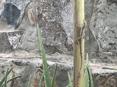 Anolis gingivinus