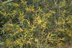 Acacia spirorbis