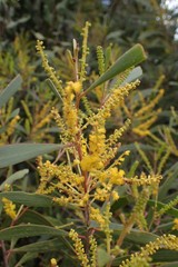 Acacia spirorbis
