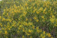 Acacia spirorbis