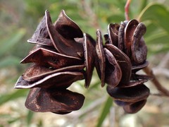 Acacia spirorbis