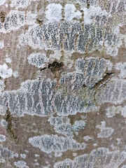 Lecidella elaeochroma