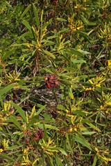 Acacia spirorbis