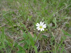 Cerastium velutinum