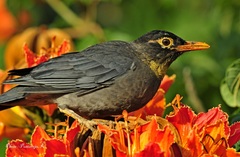Turdus simillimus