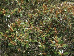 Alphitonia neocaledonica