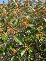 Alphitonia neocaledonica