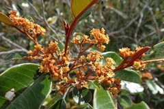 Alphitonia neocaledonica