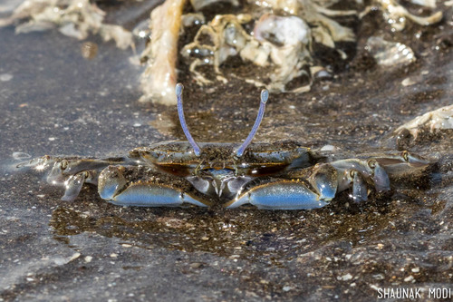 Macrophthalmus sulcatus