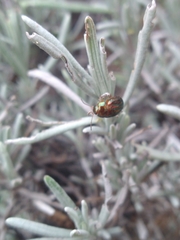 Chrysolina americana