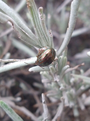 Chrysolina americana
