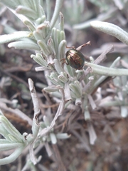 Chrysolina americana