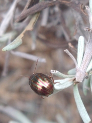 Chrysolina americana