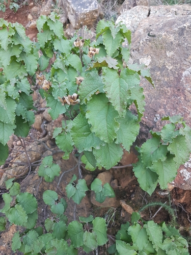 Avistamiento Cistus populifolius