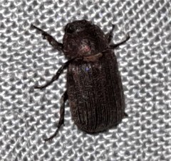Maechidiini