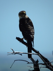 Accipiter haplochrous