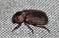 Maechidiini