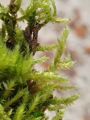 Brachythecium glareosum