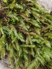 Brachythecium glareosum