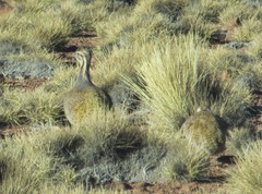 Tinamotis pentlandii