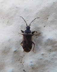 Taphropeltus nervosus