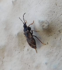 Taphropeltus nervosus