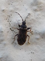 Taphropeltus nervosus