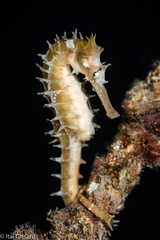 Hippocampus jayakari