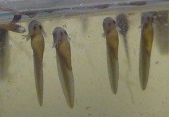 Lithobates palustris