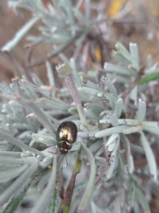 Chrysolina americana