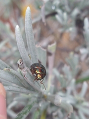 Chrysolina americana