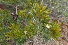 Grevillea exul