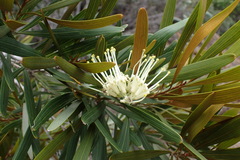 Grevillea exul