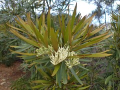 Grevillea exul
