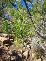 Pinus pinaster