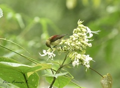 Leptocoma minima