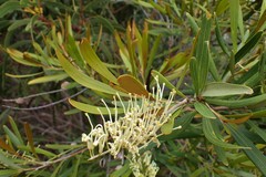 Grevillea exul