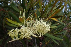 Grevillea exul