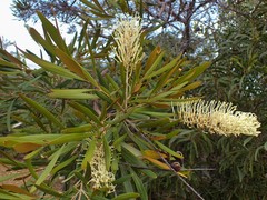 Grevillea exul